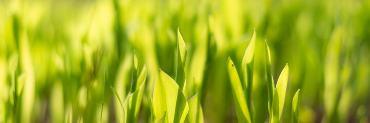 Spring background.Leaves from lilly