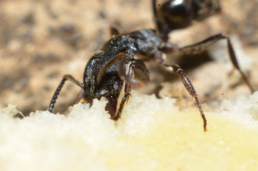 Black ants, with two antennas on the head, and two claws in the mouth
