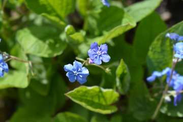 Blue-eyed Mary