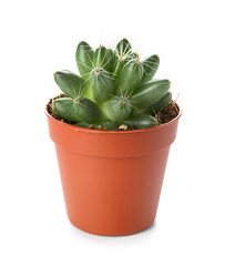 Cactus in pot on white background
