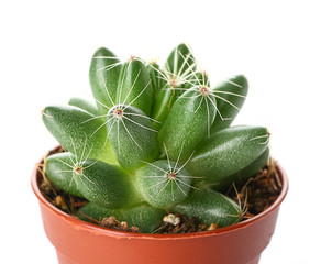 Cactus in pot on white background, closeup