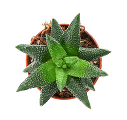 Succulent in pot on white background, top view