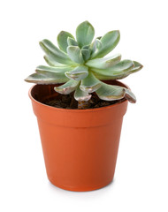 Succulent in pot on white background