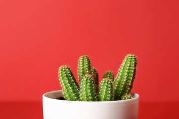 Pot with cactus on color background, closeup