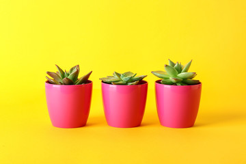 Pots with succulents on color background