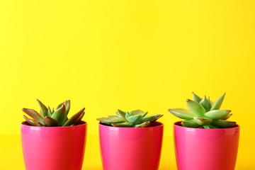 Pots with succulents on color background