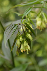 Fairy bells Night Heron