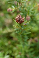 Rosemary grevillea