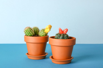 Pots with cacti on color table