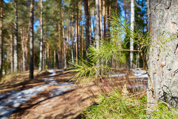 Green branch with needles in pine forest in the beginning of spring under the snow. Winter landscape with trunk of pine trees i
