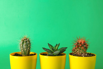 Pots with cacti and succulent on color background