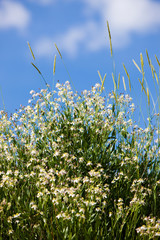 Caryophyllaceae / Gypsophila sp. White flowers. Plateau Assy in Kazakhstan, Asia. July morning.