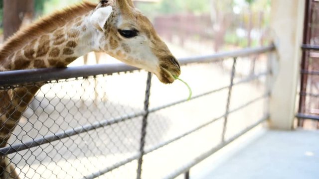 Little child feeding giraffe long beans at the zoo