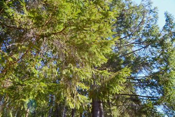 Green branch with needles in pine forest in the beginning of spring under the snow. Winter landscape with trunk of pine trees i