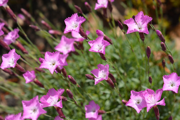 Cheddar pink Carmineus