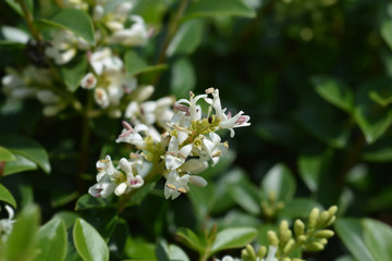 Delavay privet