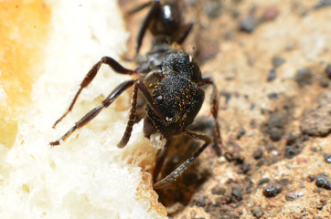 Black ants, with two antennas on the head, and two claws in the mouth