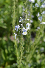 Gentian speedwell