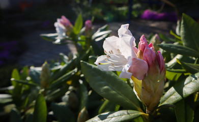 Opening of beautiful white flower of Rhododendron 'Cunningham's White' in the spring garden
