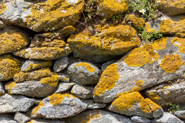 The background old gray stony wall with yellow moss