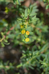 Spiny spurge