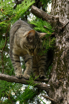 Cat on branch of a tree