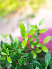 flowers on green background