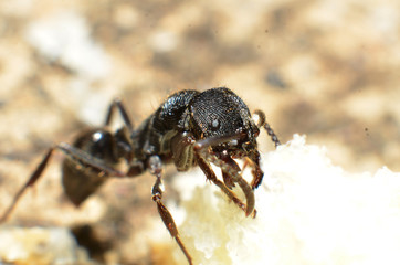 Black ants, with two antennas on the head, and two claws in the mouth