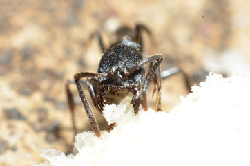 Black ants, with two antennas on the head, and two claws in the mouth