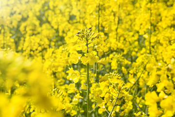 Rapeseed flowers on field. Blooming canola flowers.