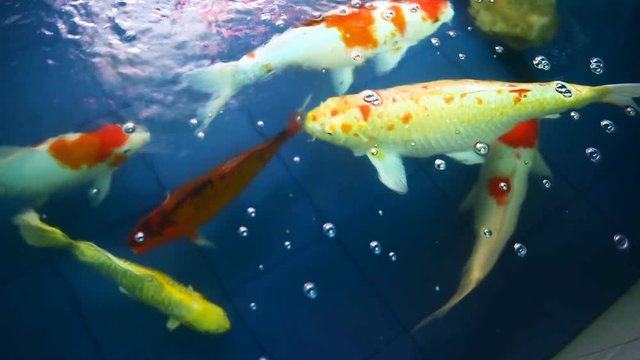Many of Koi fishes swimming in a water garden,Colorful koi fish
