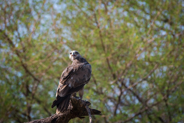A bird of prey Tawny eagle or Aquila rapax portrait in a green background at tal chappar blackbuck sanctuary, churu, rajasthan, India	