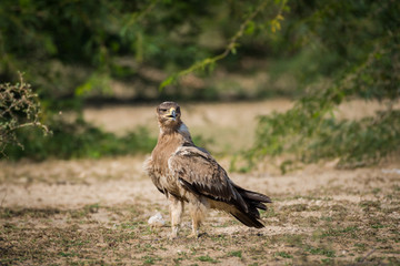 Fototapeta premium A bird of prey Tawny eagle or Aquila rapax portrait in a green background at tal chappar blackbuck sanctuary, churu, rajasthan, India 