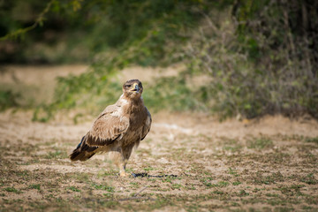 Obraz premium A bird of prey Tawny eagle or Aquila rapax portrait in a green background at tal chappar blackbuck sanctuary, churu, rajasthan, India 