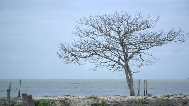 Lonely dying tree on the beach