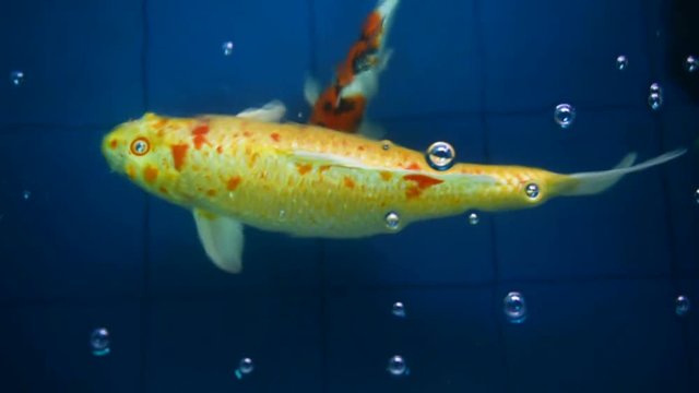 Many of Koi fishes swimming in a water garden,Colorful koi fish