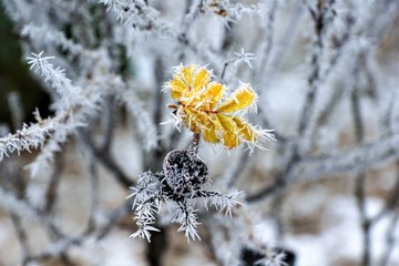 Gefrohrene Pflanzen im Park in tuttlingen