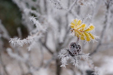Gefrohrene Pflanzen im Park in tuttlingen