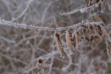 Gefrohrene Pflanzen im Park in tuttlingen