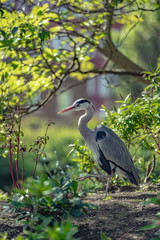 great blue heron on the grass and flowers