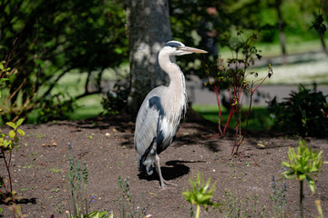 great blue heron on the grass and flowers
