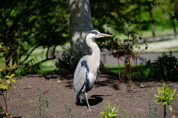 great blue heron on the grass and flowers