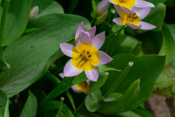 water lily in pond