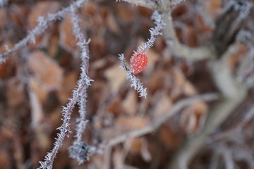 Gefrohrene Pflanzen im Park in tuttlingen