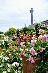 rose flowers in Yokohama