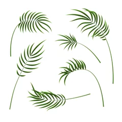 Photo sur Plexiglas Monstera Realistic Detailed 3d Green Tropical Palm Tree Set. Vector