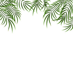 Realistic Detailed 3d Green Tropical Palm Tree Background. Vector