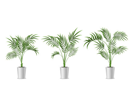 Realistic Detailed 3d Potted Green Tropical Palm Tree Set. Vector