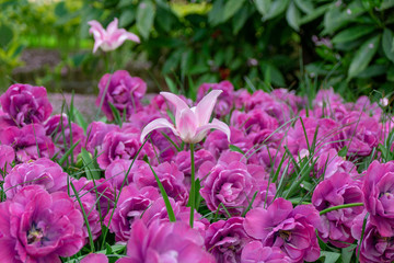 beautiful flowers in the sunlight