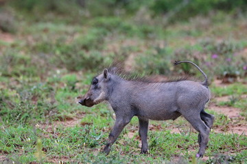 Junges Warzenschwein